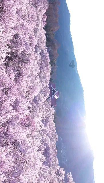 蓝狐视频
