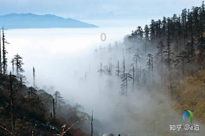 植物大战僵尸10
