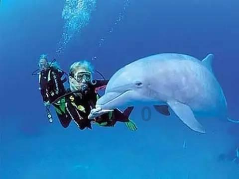 宠物空气净化器养猫人必备?哪些猫用空气净化器牌子好?